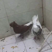 کبوتر|پرنده|سبزوار, اسلام آباد|دیوار