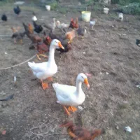 قو غاز مرغ و خروس لاری و ساده قدیمی و اردک اسی