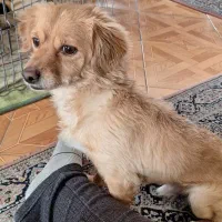 سگ نر عقیم گلدن اشپیتز