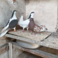 کفتر رنگه هوایی کله وسینه|پرنده|مشهد, کوه سنگی|دیوار