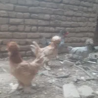 فروش مرغ و خروس سلطان از نژاد عالی