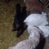 فروش بز و بزغاله