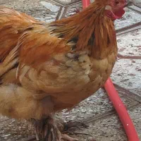 خروس نژاد برهما