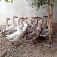 قوغاز|حیوانات مزرعه|کلاله, |دیوار