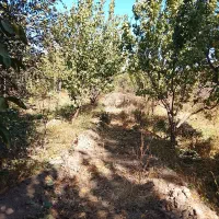 باغ فروشی|فروش دفتر صنعتی، کشاورزی، تجاری|فیرورق, |دیوار