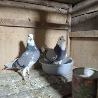 کبوتر