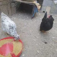 دو عدد مرغ گلین فروشی دونه ۵۰۰|حیوانات مزرعه|کهنوج, |دیوار