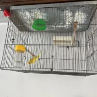 قناری بخون