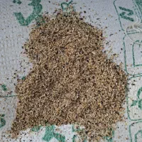 تفالهچغندرتر قندی|حیوانات مزرعه|سیرجان, |دیوار