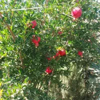 نهال گوجه سبز و انار اصلاح شده و با کیفیت|خدمات باغبانی و درختکاری|قصرشیرین, |دیوار