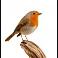 پرنده پیدا شده محدوده شهرک توحید