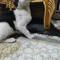 بچه گربه پیدا شده
