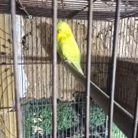 مرغ عشق انگلیسی اصل دستی ومرغ مینا|پرنده|یزد, |دیوار