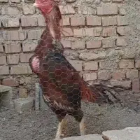 خروس لاری