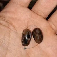 ۳ جفت مهره سلیمانی قدیمی