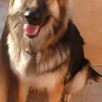 ژرمن شولاین ۹ ماهه ماده|سگ|قزوین, |دیوار