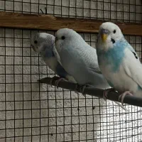 فروش ۴ عدد مرغ عشق نر