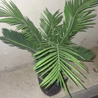 نخل سیکاس