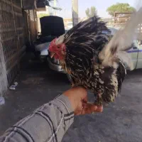 خروس کوشین