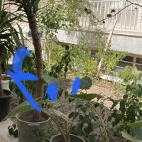 گل آپارتمانی