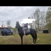 فروش اسب ترکمن با خط خونی خوب با مدارک