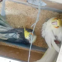 چند جفت مولد روی تخم|پرنده|بجنورد, |دیوار