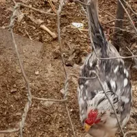 مرغ و خروس گلین طوسی