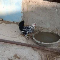 تخم مرغ گلین|حیوانات مزرعه|زرقان, |دیوار