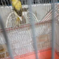 قناری ماده ابلق آماده جفت|پرنده|کوهسار (البرز), |دیوار