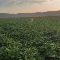 کاه لوبیای چیتی