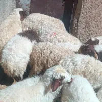 24راس بره نر و ماده|حیوانات مزرعه|ایوان, |دیوار