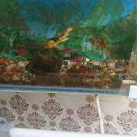 آکواریوم همراه بادوعددماهی گیاه خوار عالی