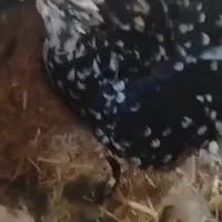 تخم مرغ گلین و امروک نطفه دار|حیوانات مزرعه|فاضل آباد, |دیوار