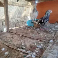 کبوتر