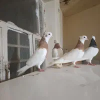 کفتر رنکی|پرنده|اهواز, بیست متری شهرداری|دیوار