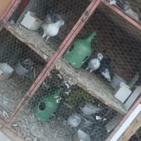 کفتر های پرشی ساعتی|پرنده|بافق, |دیوار