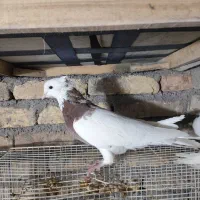 کفتر|پرنده|مشهد, شهید قربانی|دیوار