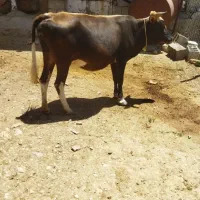 گاو  گوساله نر هر دو|حیوانات مزرعه|زمکان, |دیوار