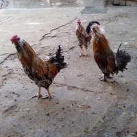 مرغ و خروس