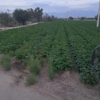 زمین کشاورزی