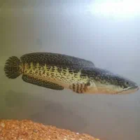 ماهی چانا گلدن کبری|ماهی|زنجان, |دیوار