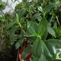 گل طبیعی|گل و گیاه طبیعی|کرمانشاه, |دیوار