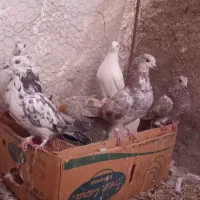 کبوتر|پرنده|حبیب آباد, |دیوار