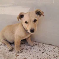 سگ پاکوتاه