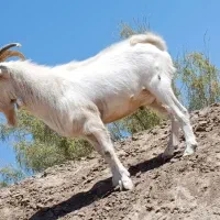 تکه سانن اصل فرانسوی|حیوانات مزرعه|قائن, |دیوار