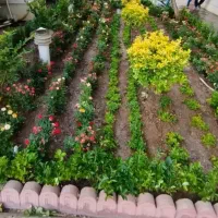 نظافت و درختکاری