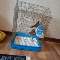مرغ مینا ۲ ماهه با قفس