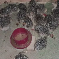 فروش جوجه شترمرغ ۴۰ روزه