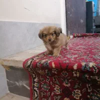 سگ جیبی|سگ|قم, اسمعیل آباد|دیوار