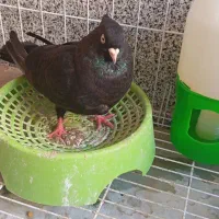 کفتر سربندر|حیوانات|بندر امام خمینی, |دیوار